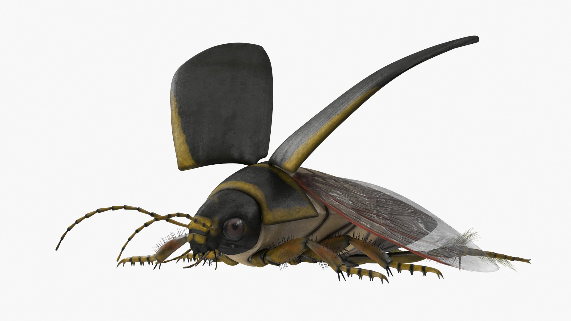 Insect Water Beetle Brown Rigged 3D