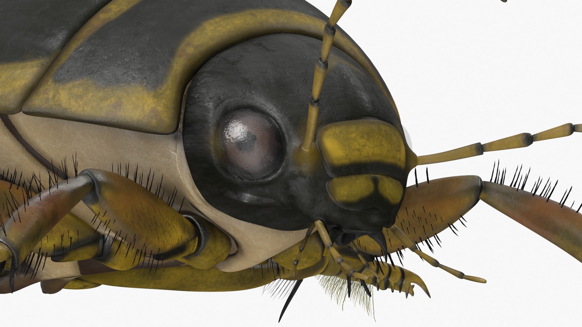 Insect Water Beetle Brown Rigged 3D