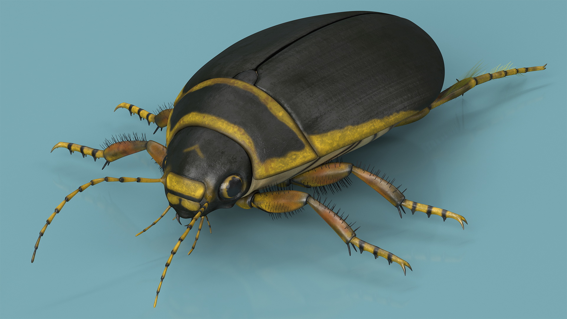 Insect Water Beetle Brown Rigged 3D
