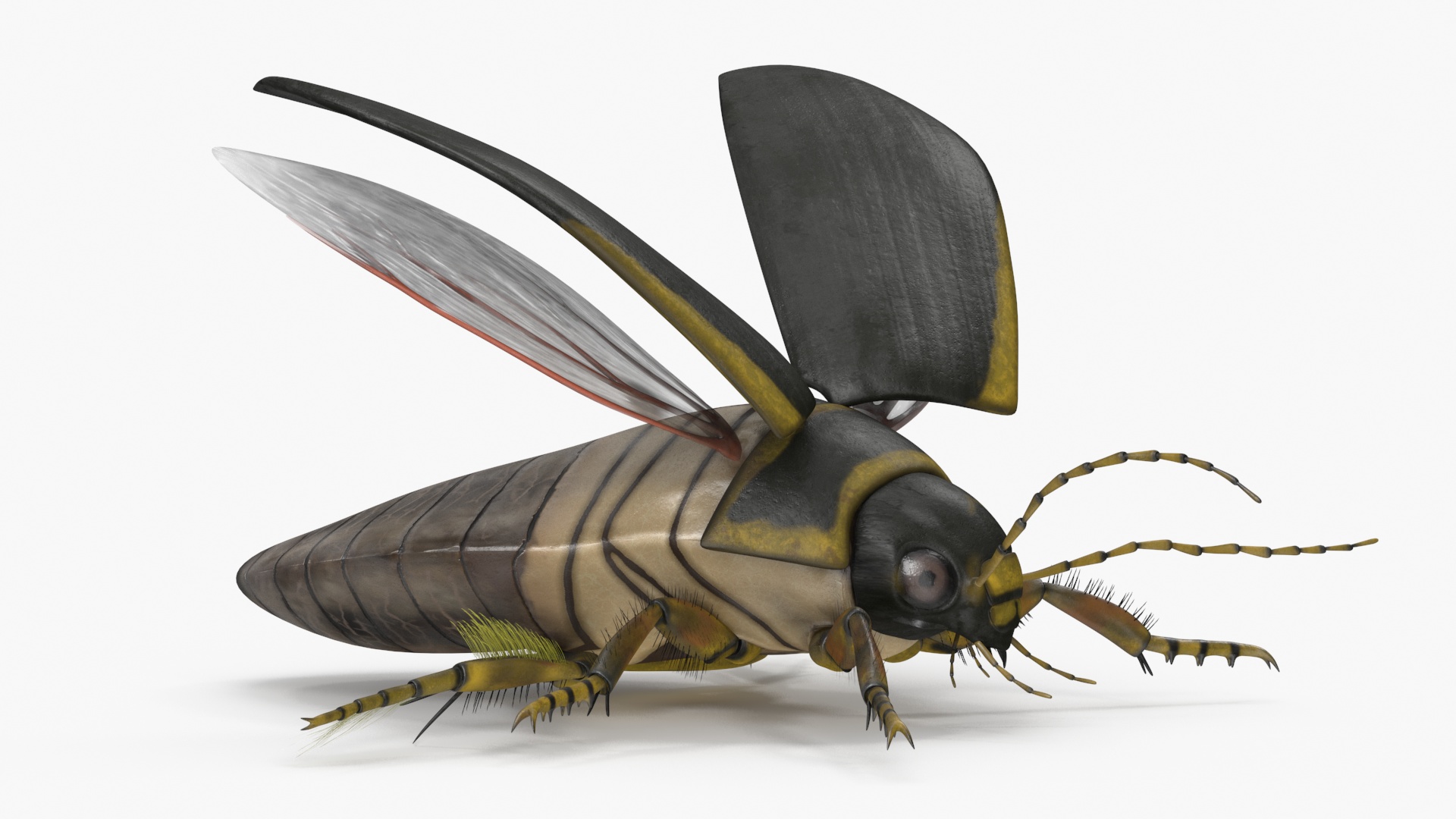Insect Water Beetle Brown Rigged 3D