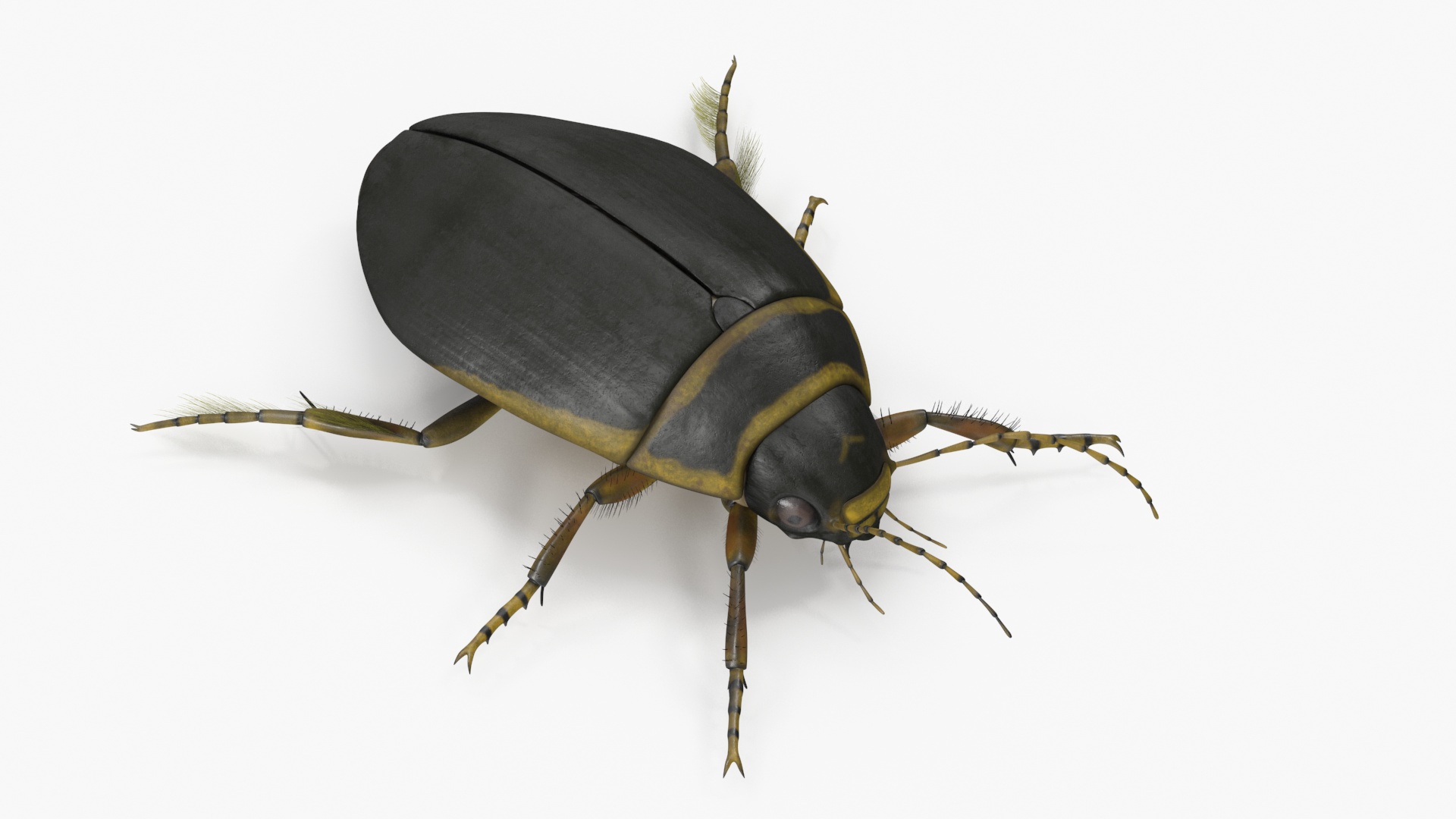 Insect Water Beetle Brown Rigged 3D