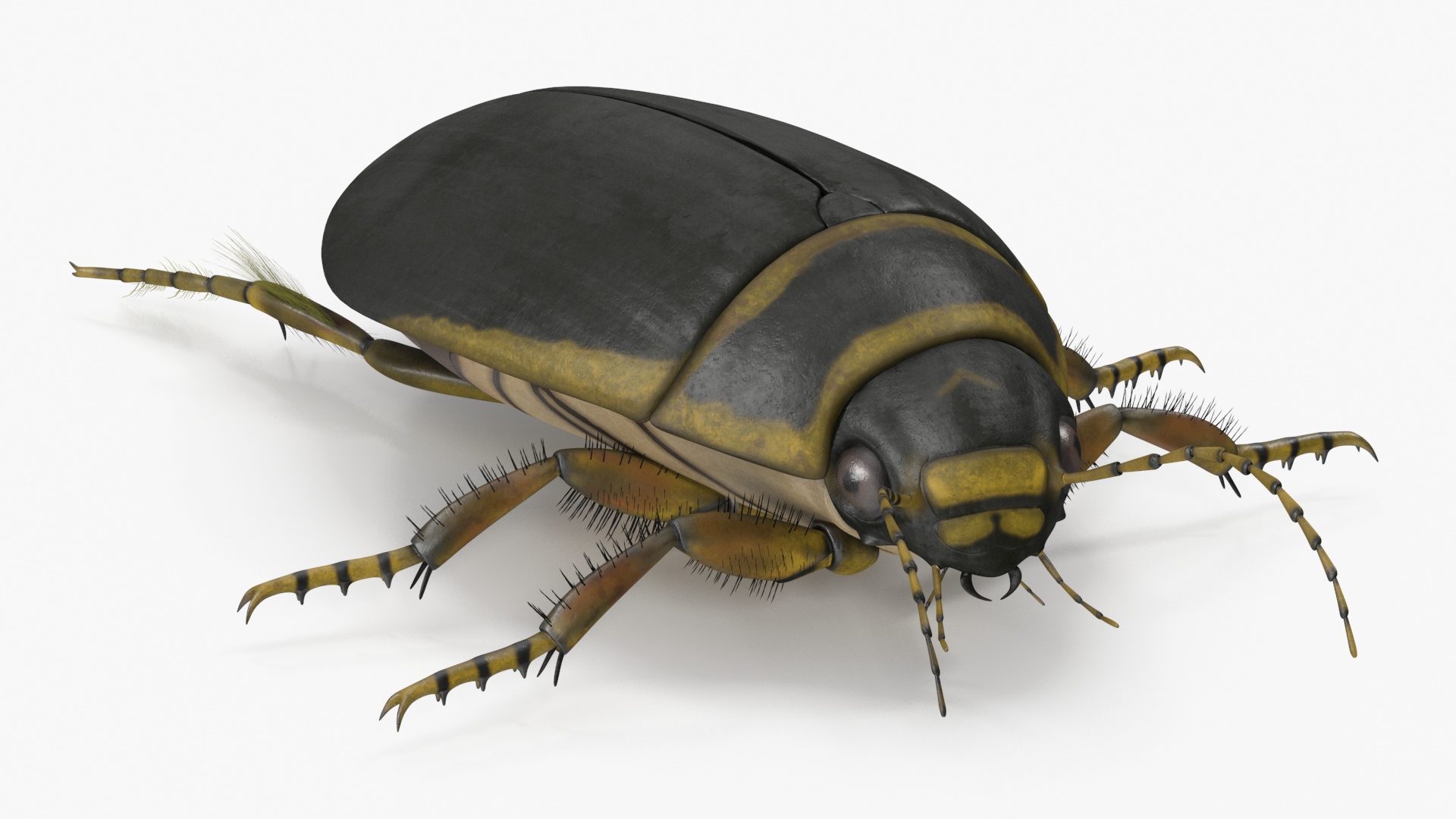 Insect Water Beetle Brown Rigged 3D