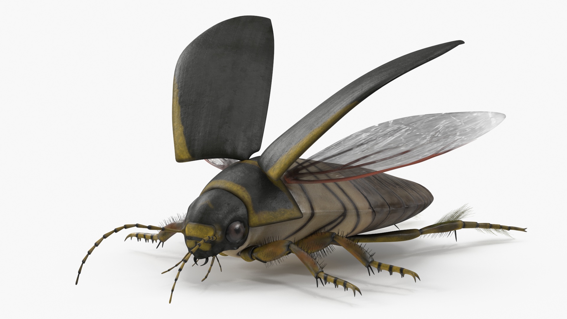 Insect Water Beetle Brown Rigged 3D