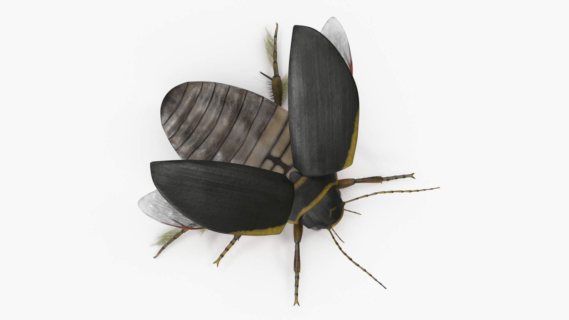Insect Water Beetle Brown Rigged 3D