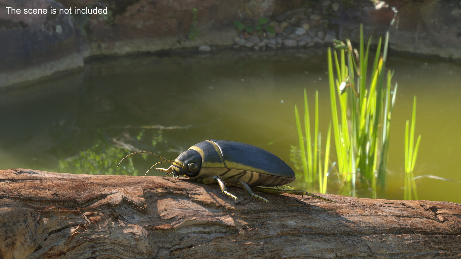 Insect Water Beetle Brown Rigged 3D