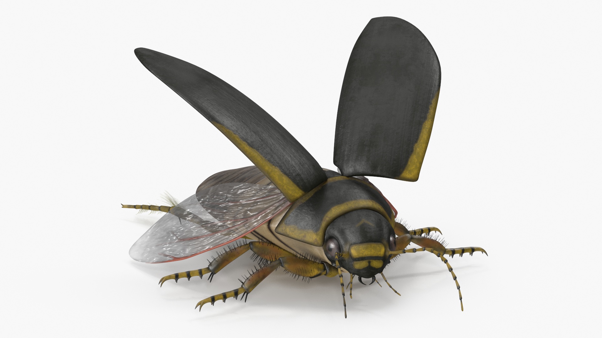 Insect Water Beetle Brown Rigged 3D