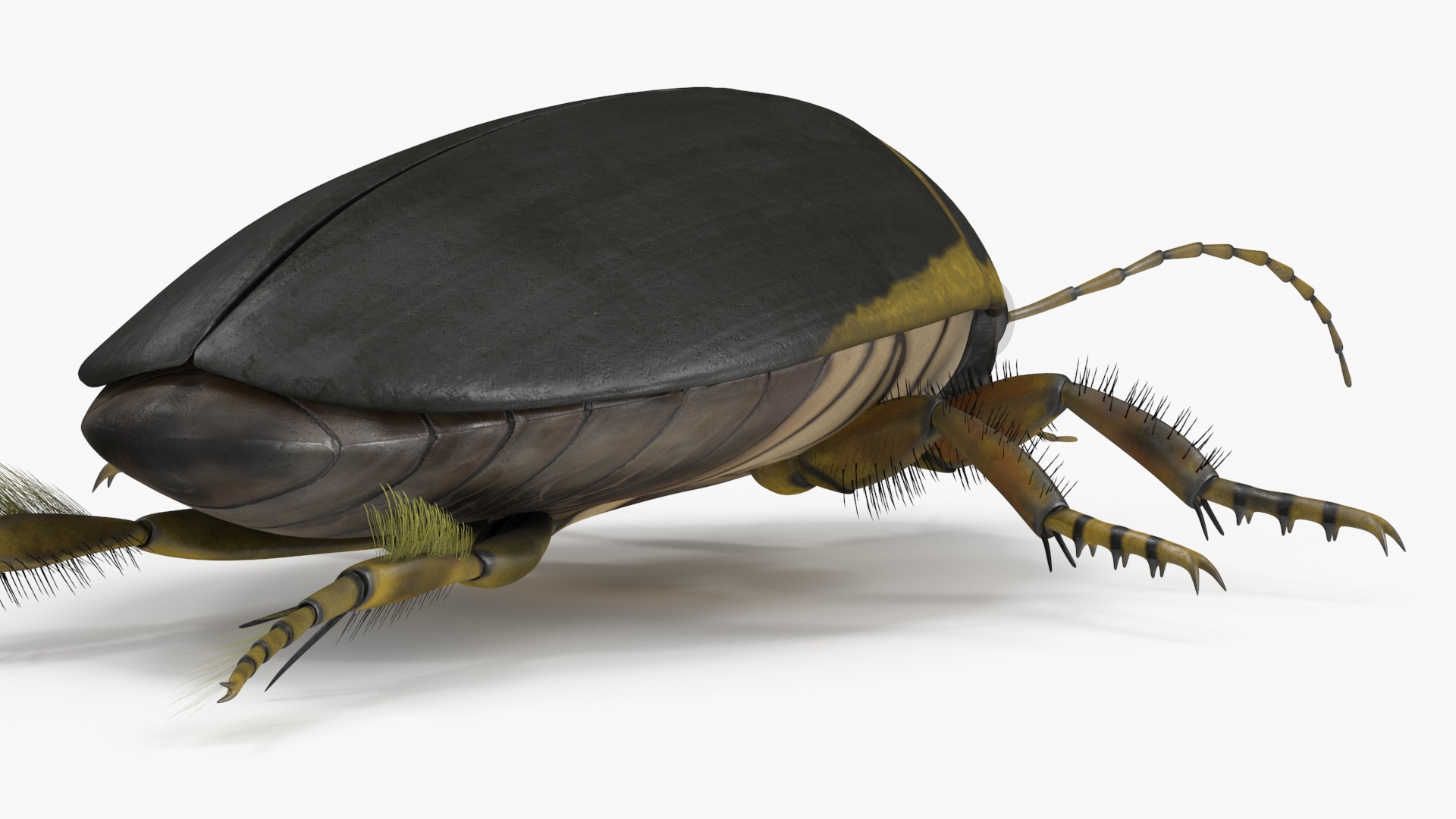Insect Water Beetle Brown Rigged 3D