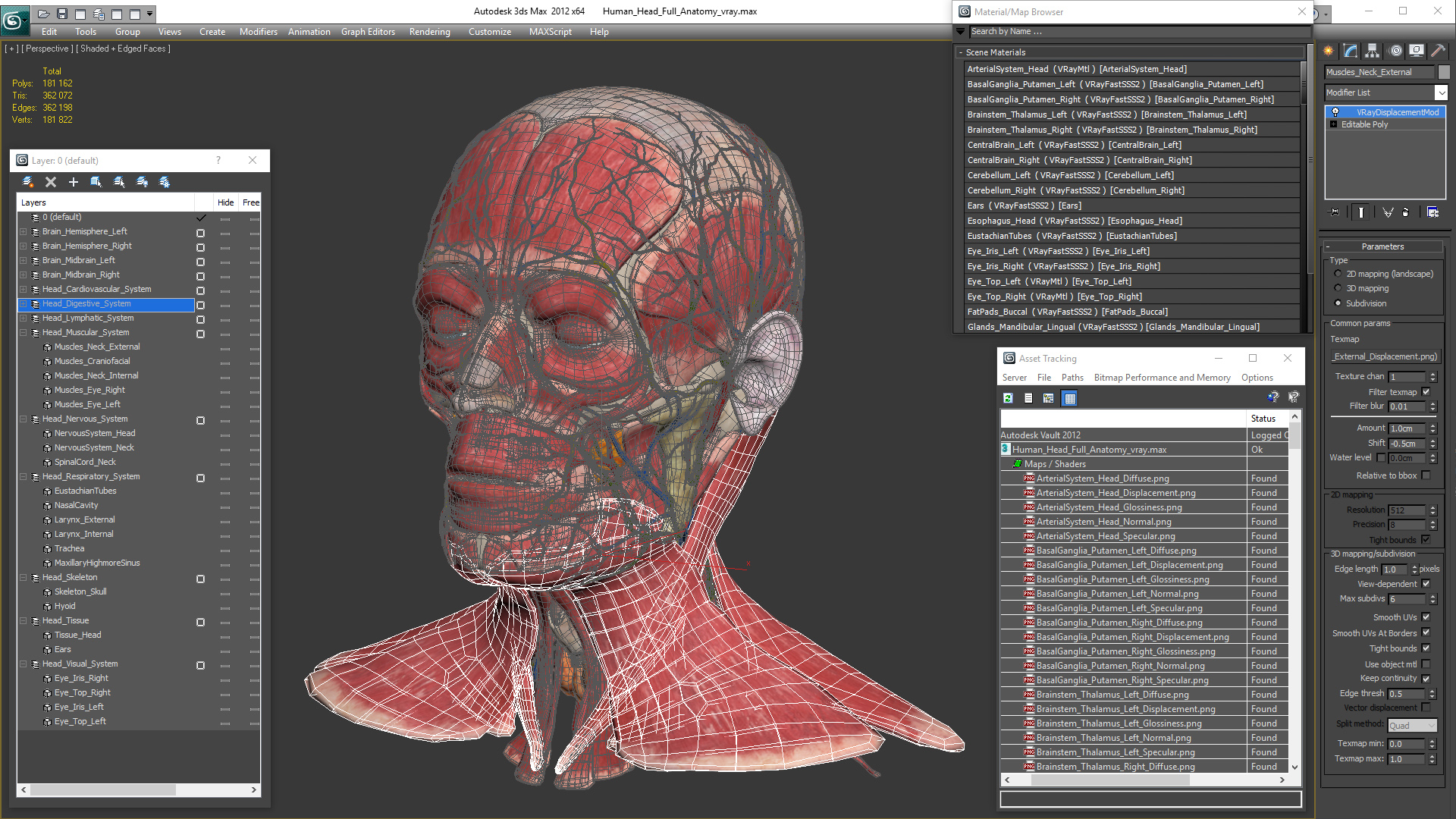 3D Human Head Full Anatomy model