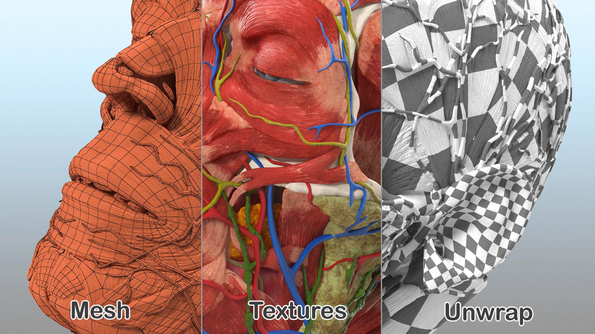 3D Human Head Full Anatomy model