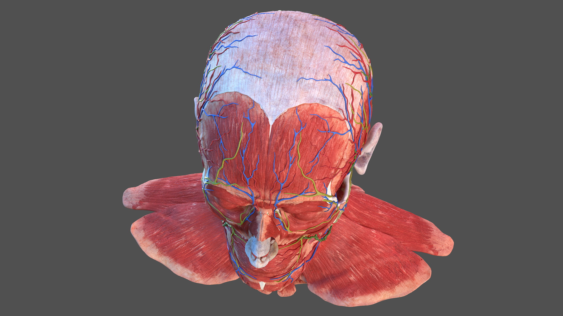 3D Human Head Full Anatomy model