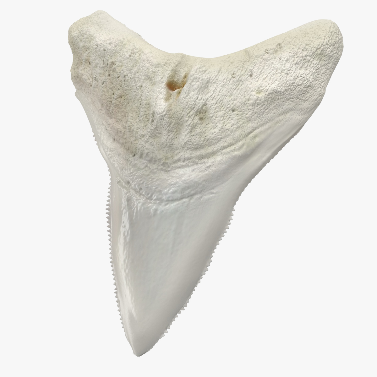 Great White Shark Tooth Bone, view 3