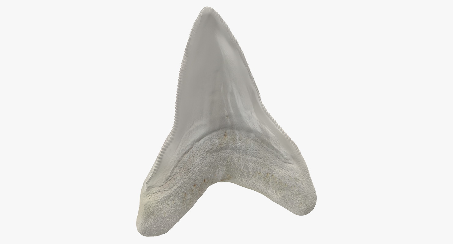 3D Great White Shark Tooth Bone model