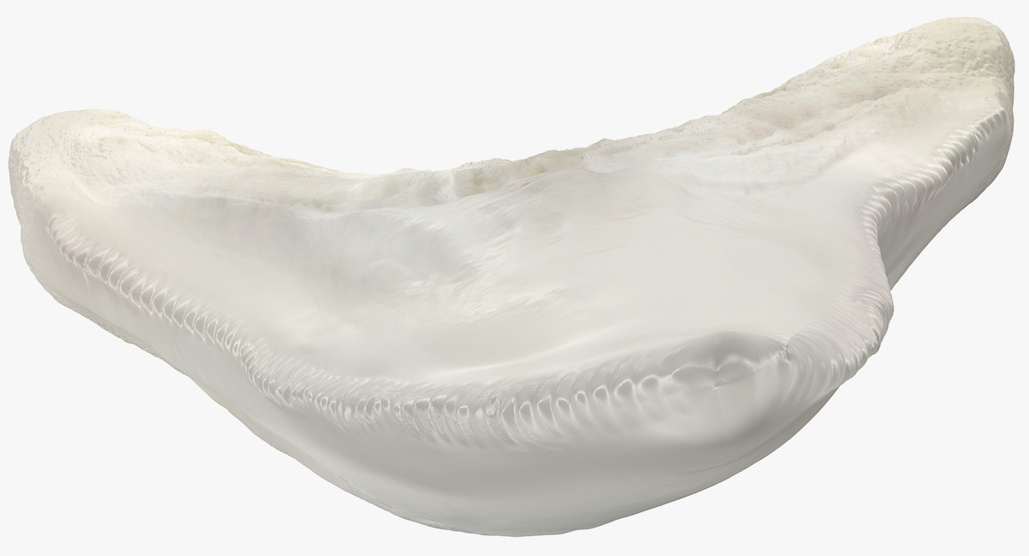 3D Great White Shark Tooth Bone model
