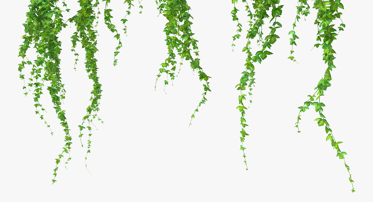 Ivy Branches 3D