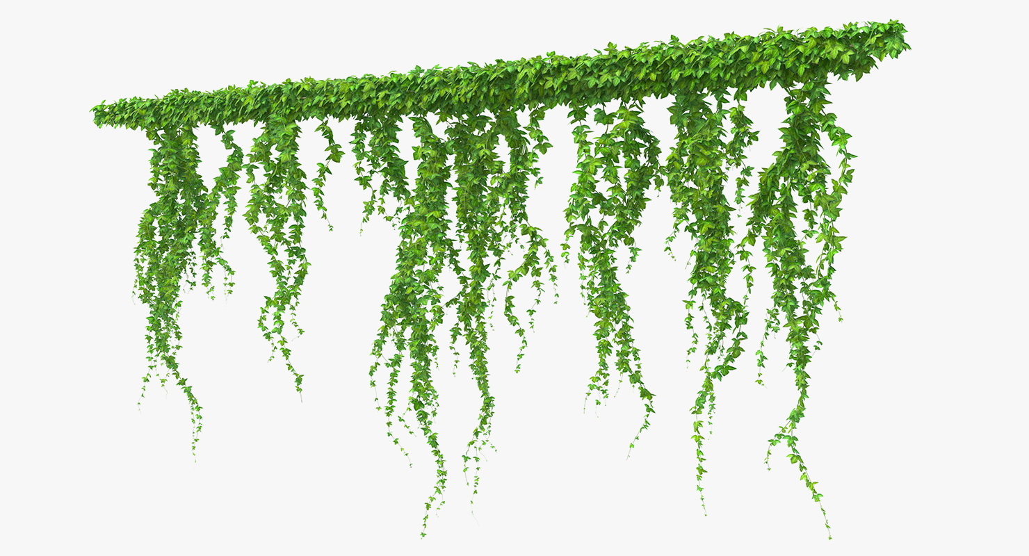Ivy Branches 3D