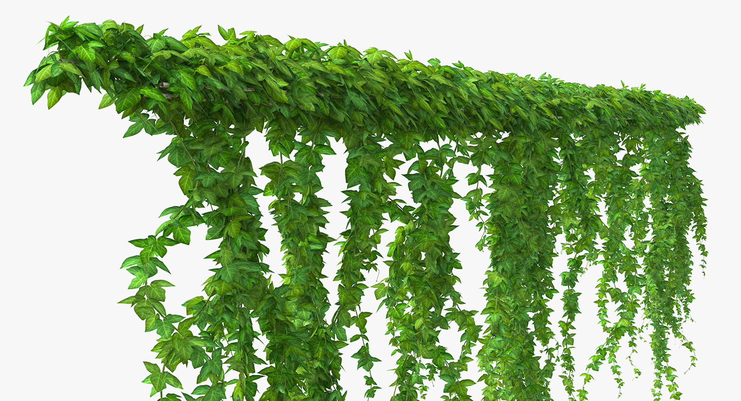 Ivy Branches 3D