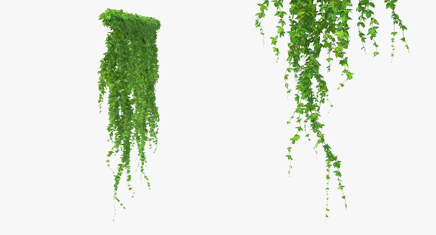 Ivy Branches 3D