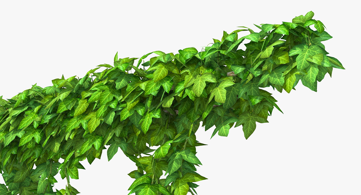 Ivy Branches 3D