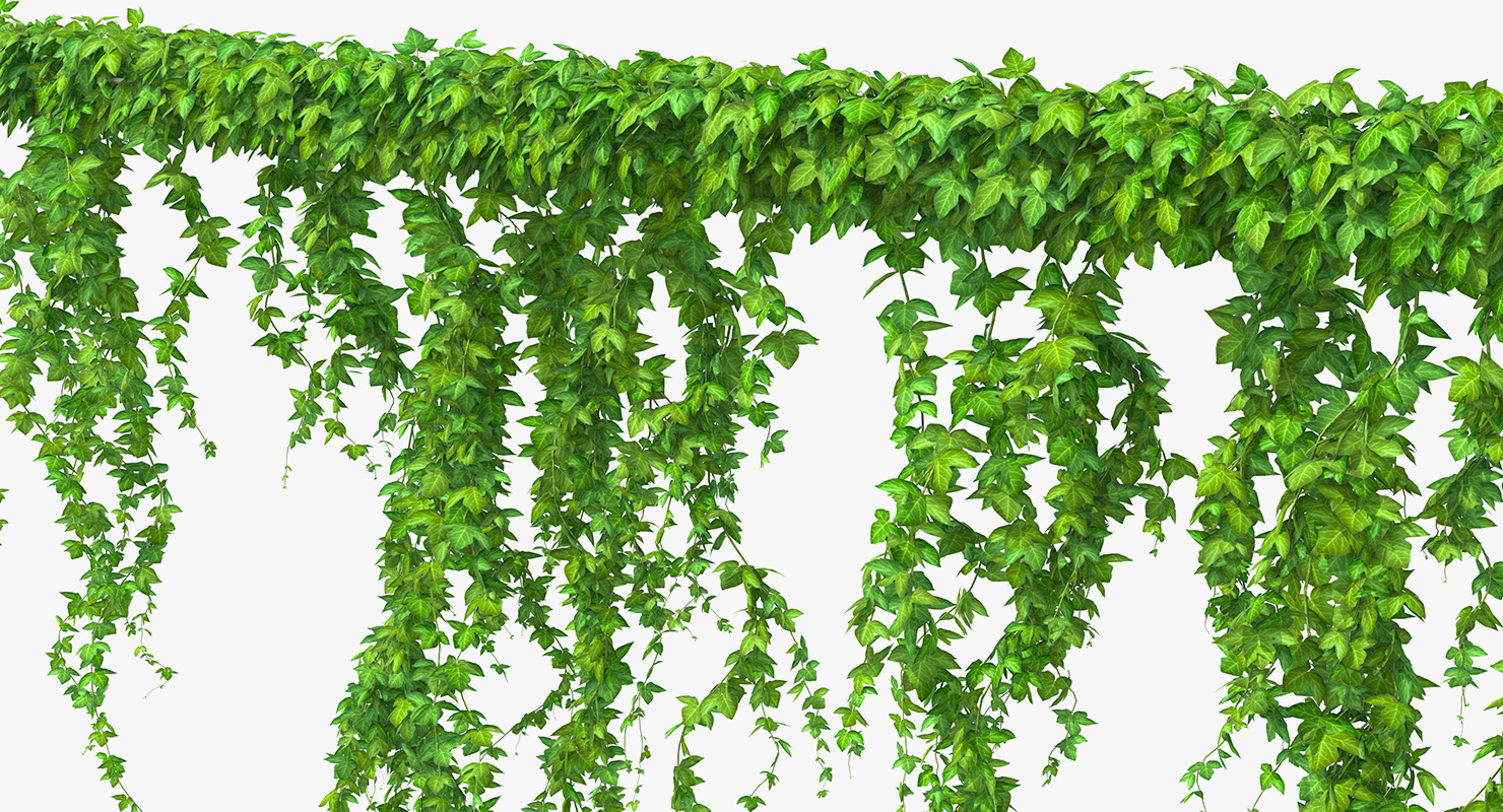 Ivy Branches 3D