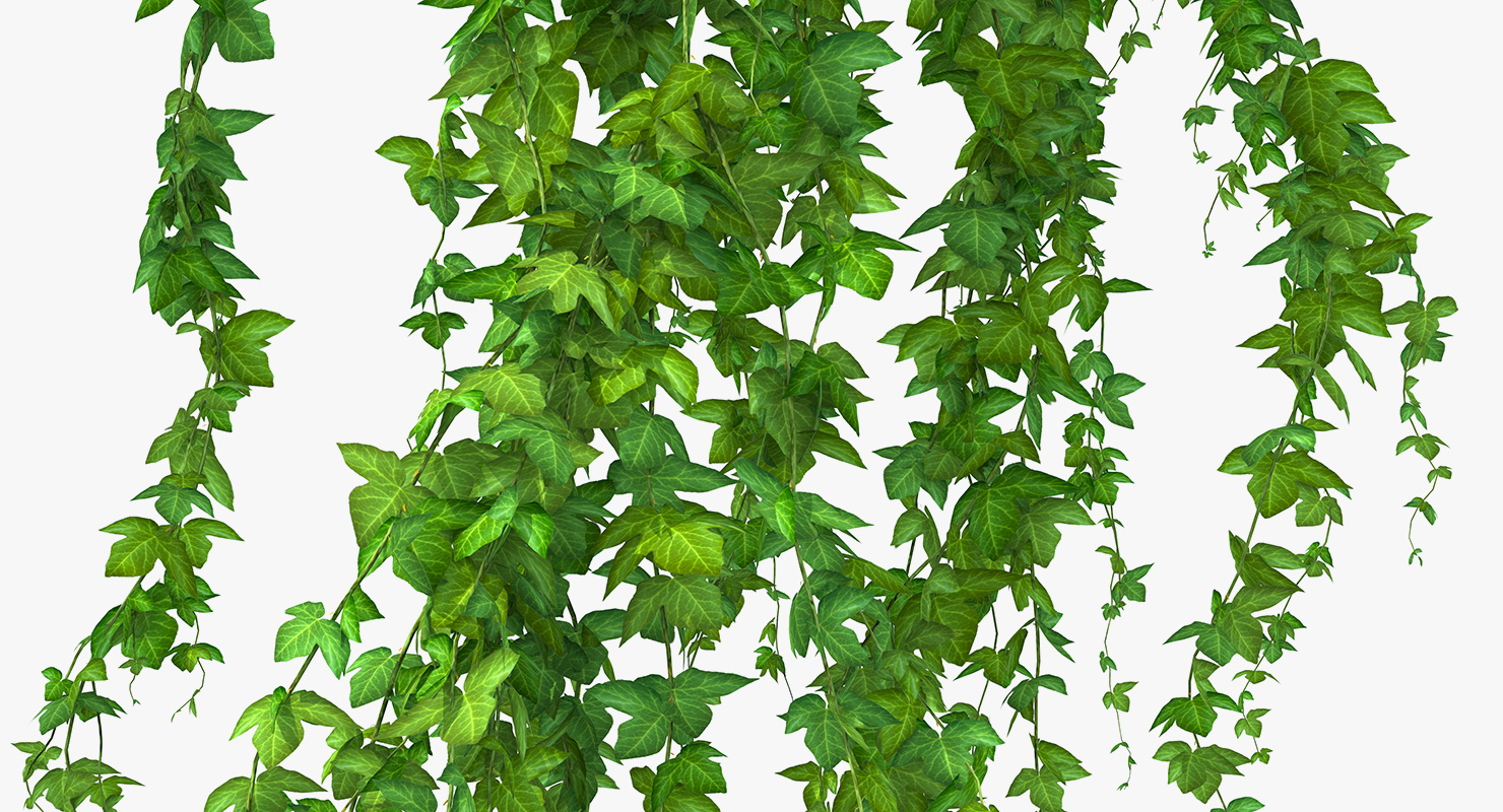 Ivy Branches 3D