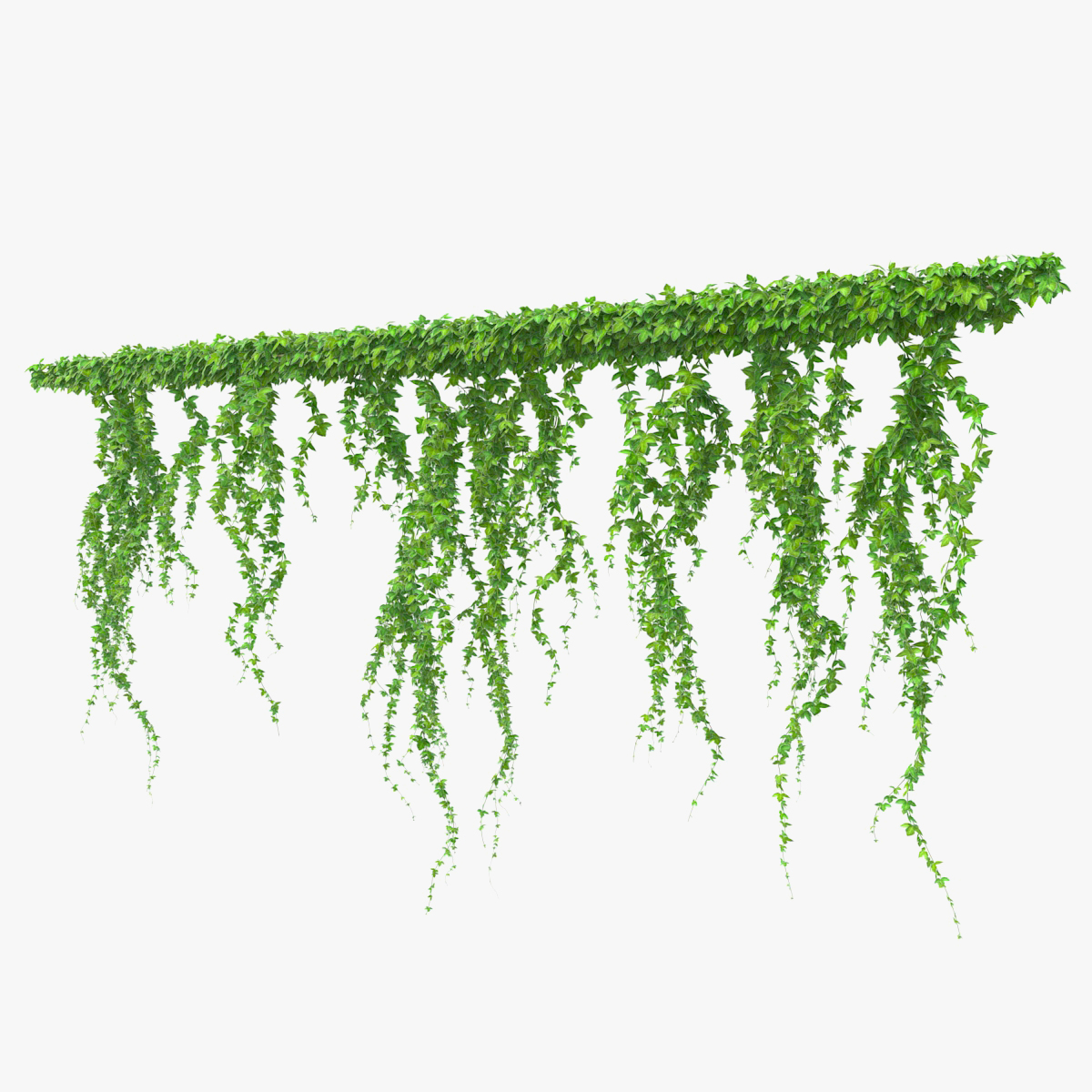Ivy Branches
