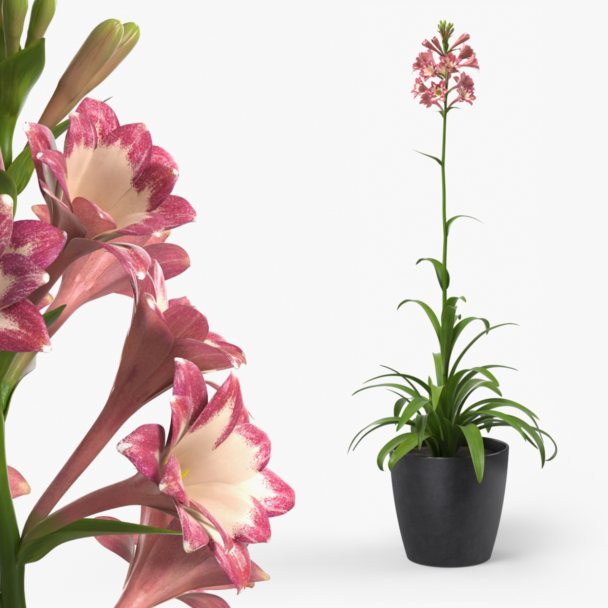 Polianthes Tuberosa with Plant Pot Pink