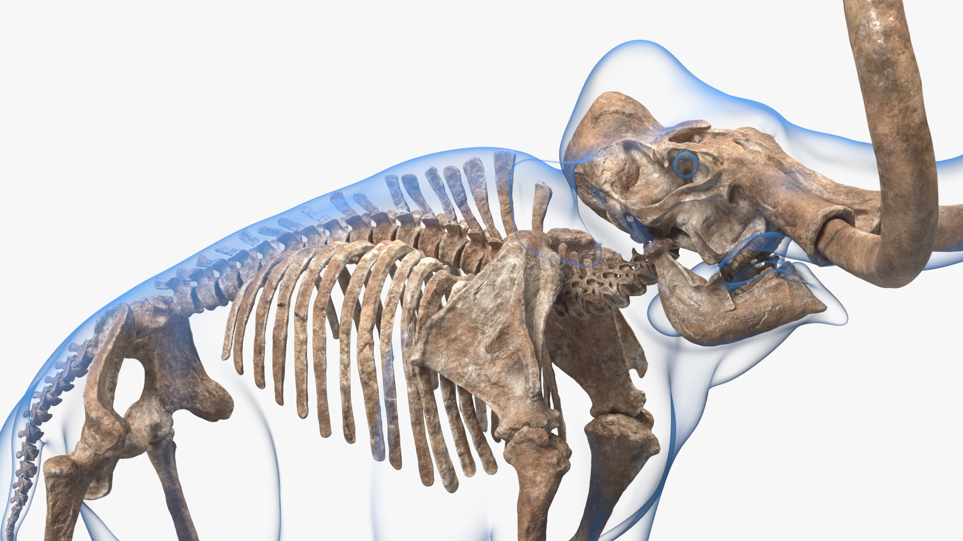 Adult Mammoth Old Skeleton Shell Roar 3D