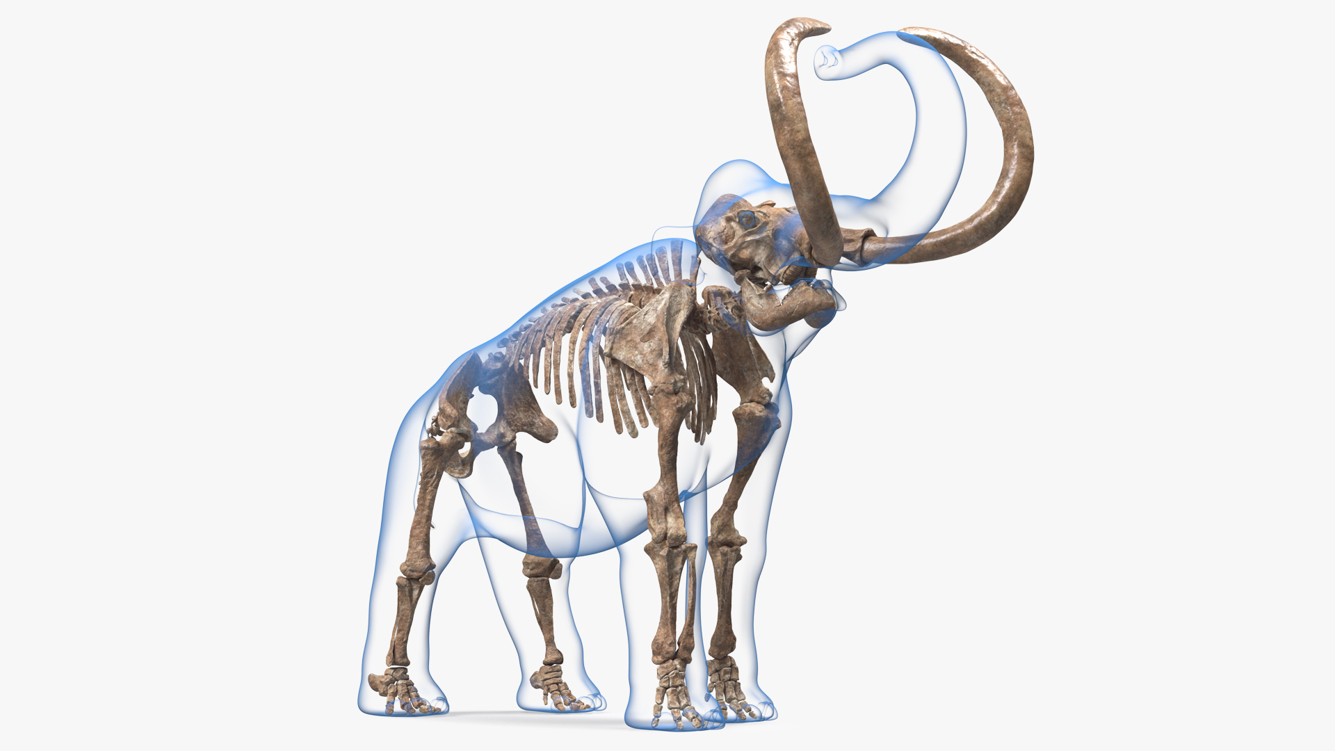 Adult Mammoth Old Skeleton Shell Roar 3D