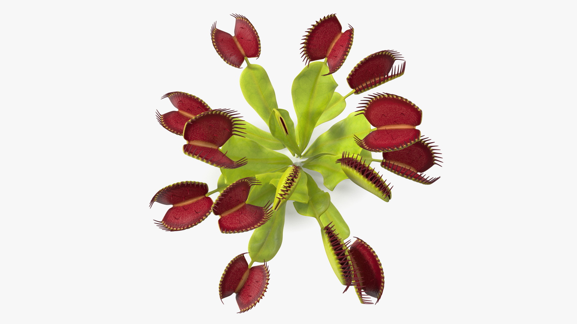 3D Venus Flytrap Phalanx