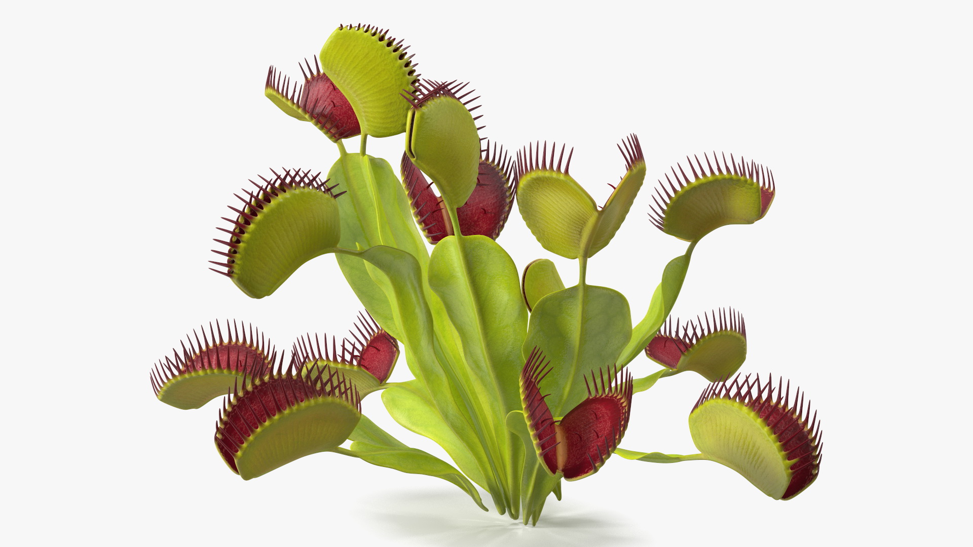3D Venus Flytrap Phalanx