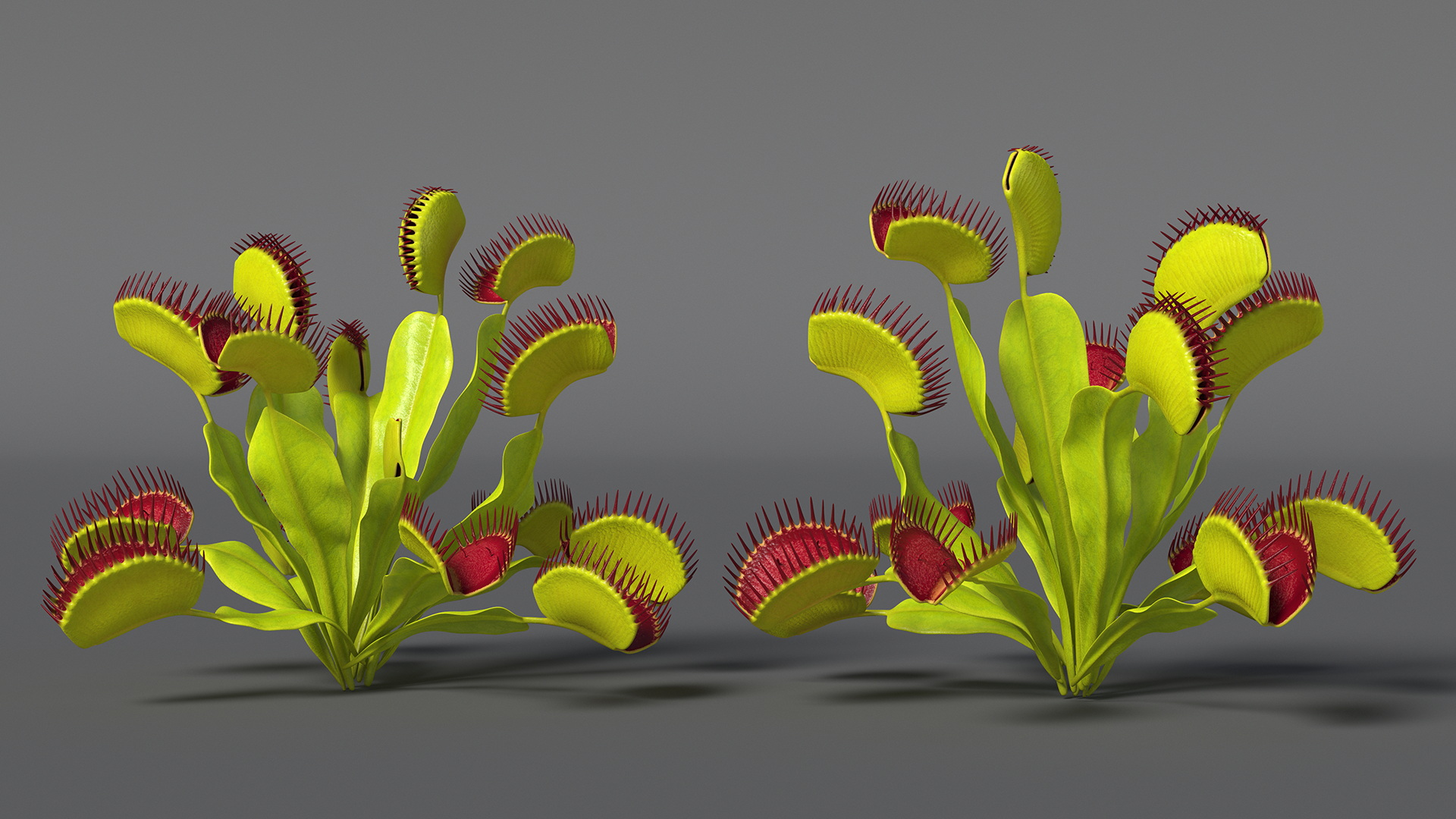 3D Venus Flytrap Phalanx