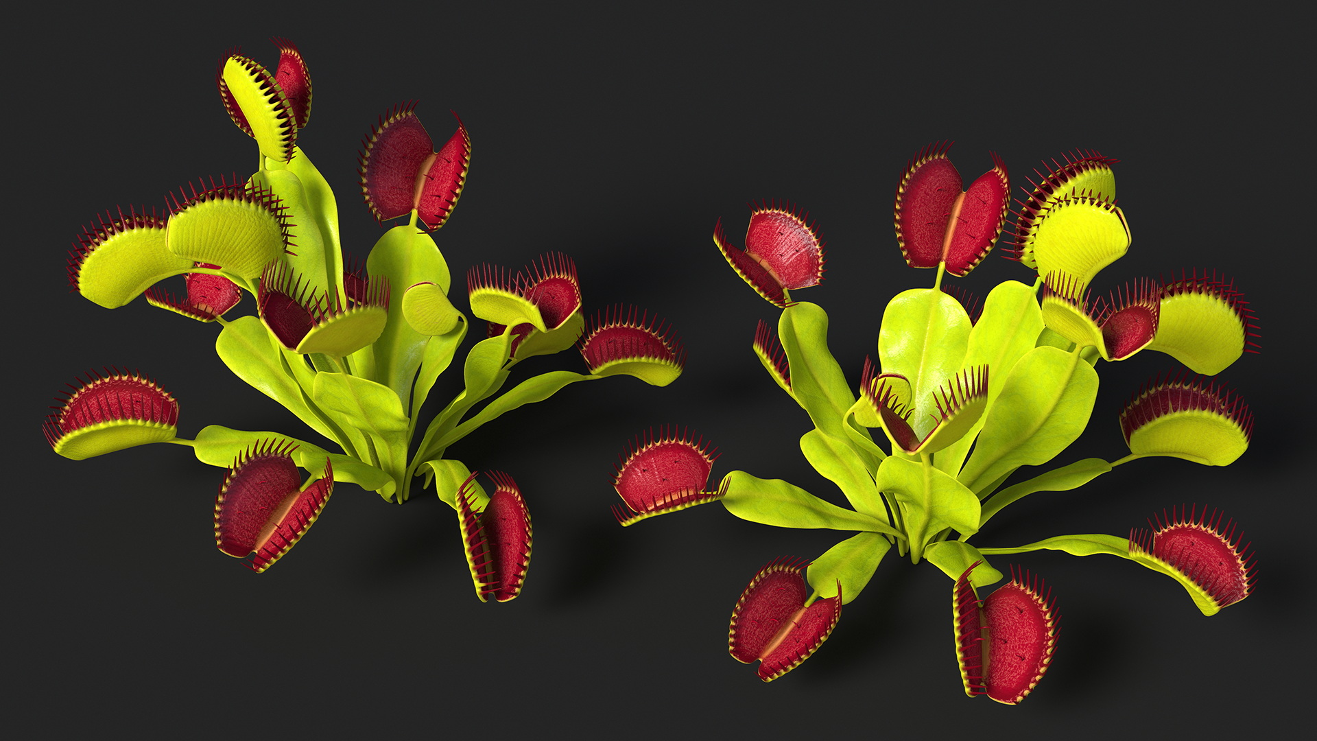 3D Venus Flytrap Phalanx