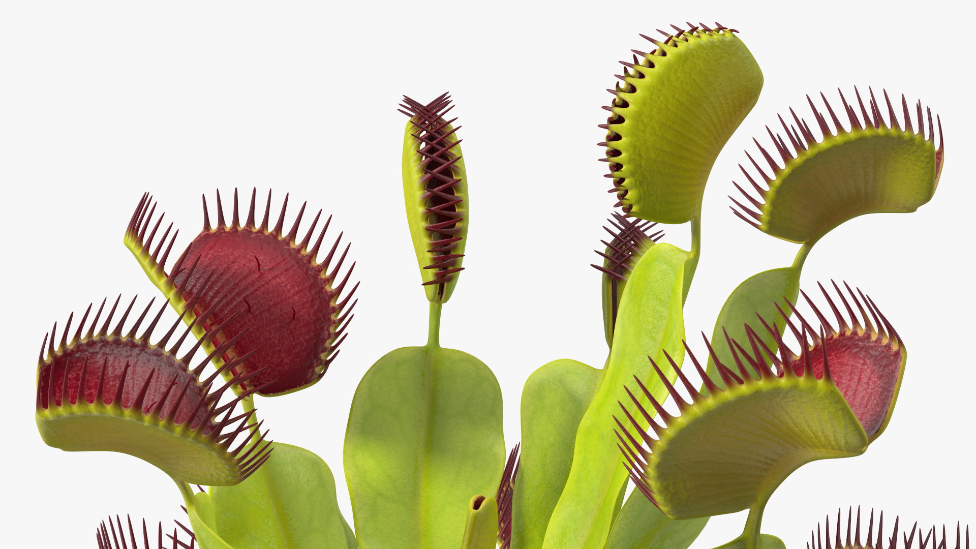 3D Venus Flytrap Phalanx