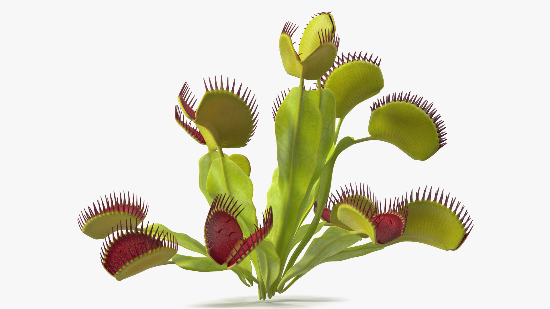 3D Venus Flytrap Phalanx