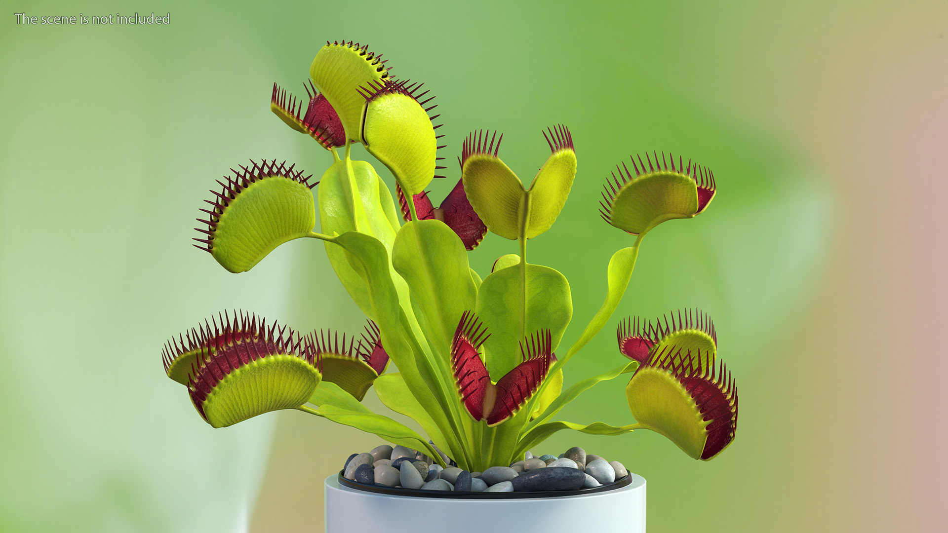 3D Venus Flytrap Phalanx