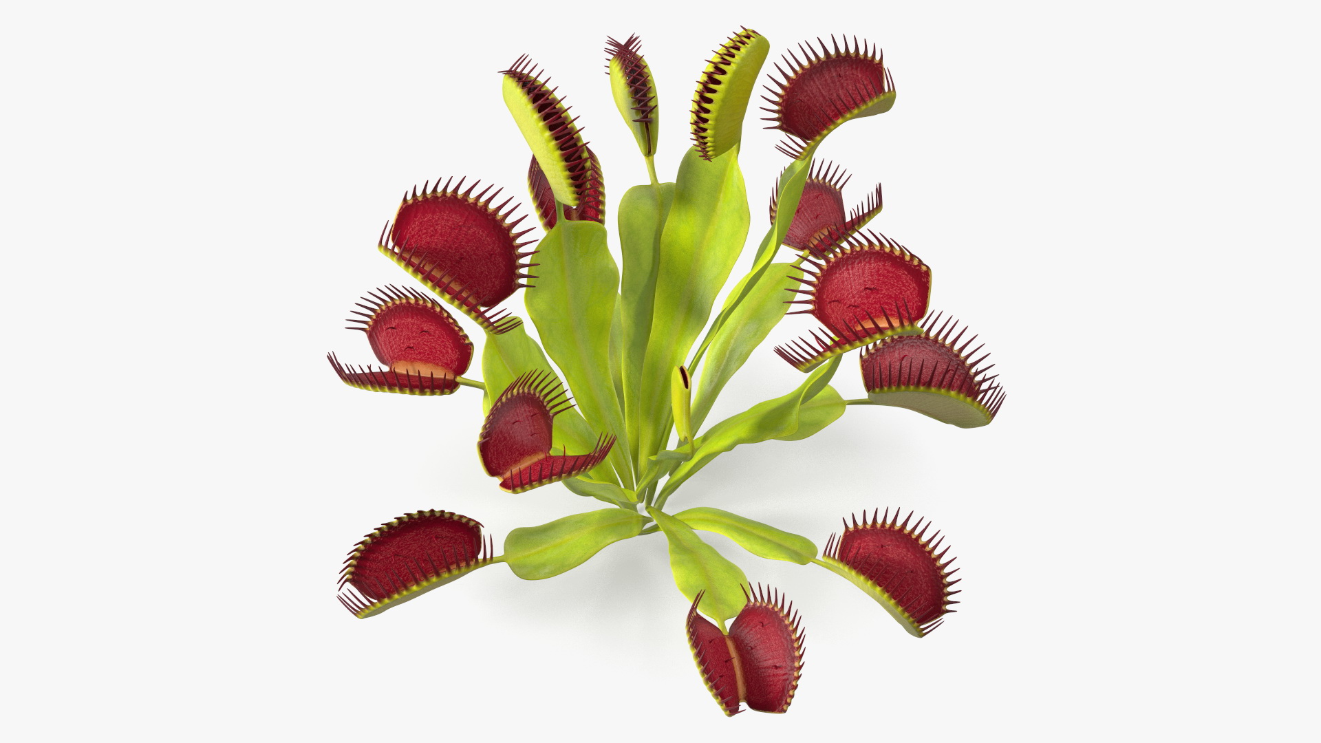 3D Venus Flytrap Phalanx