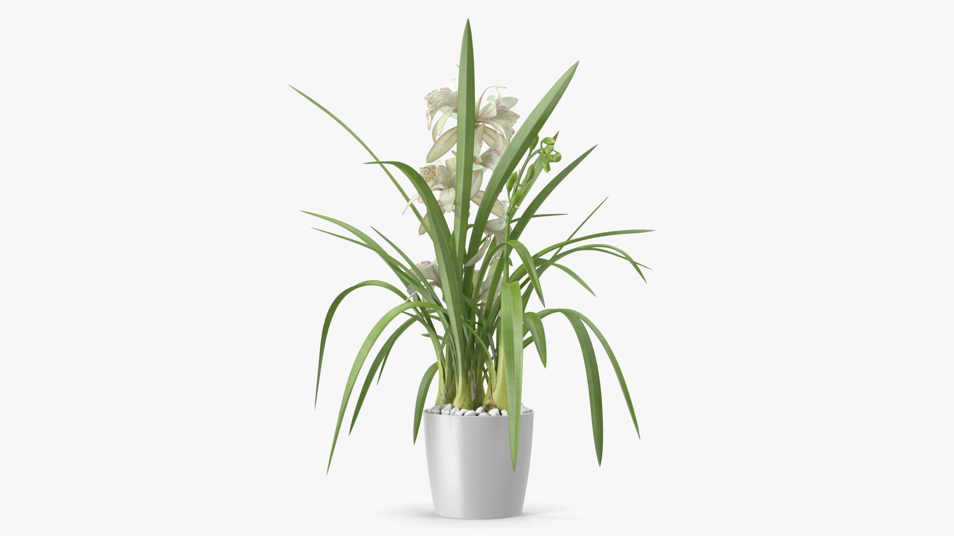 3D White Orchid Pot