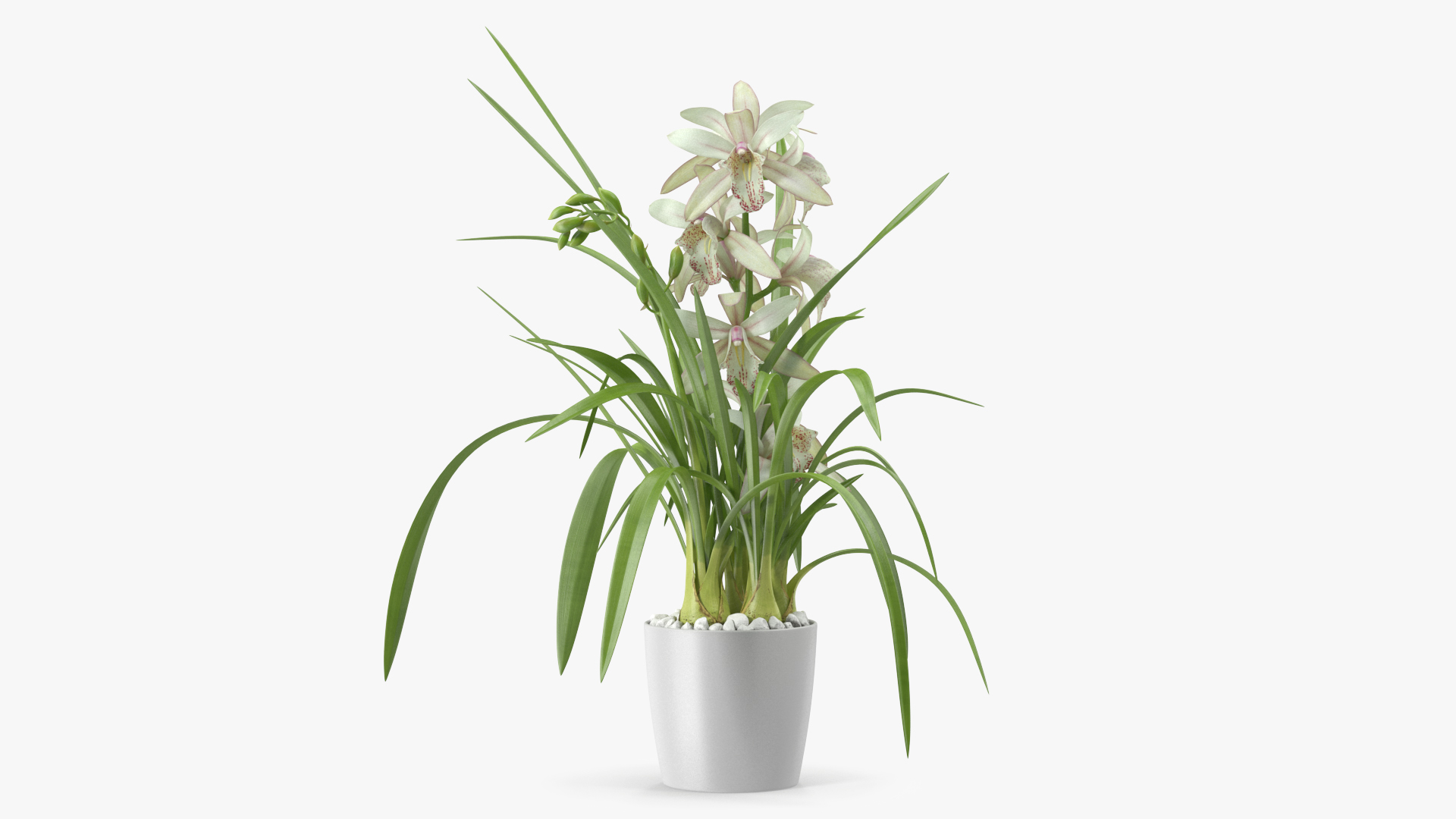 3D White Orchid Pot