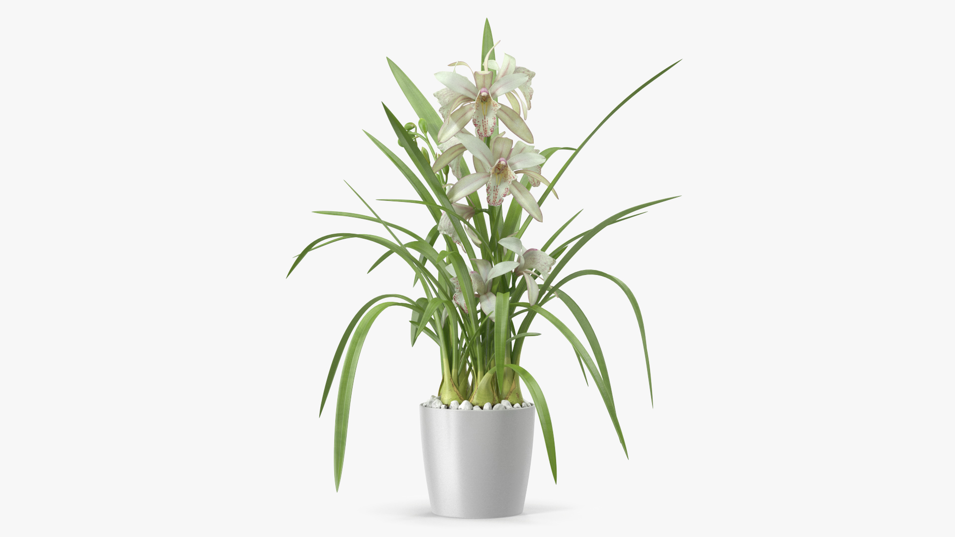 3D White Orchid Pot