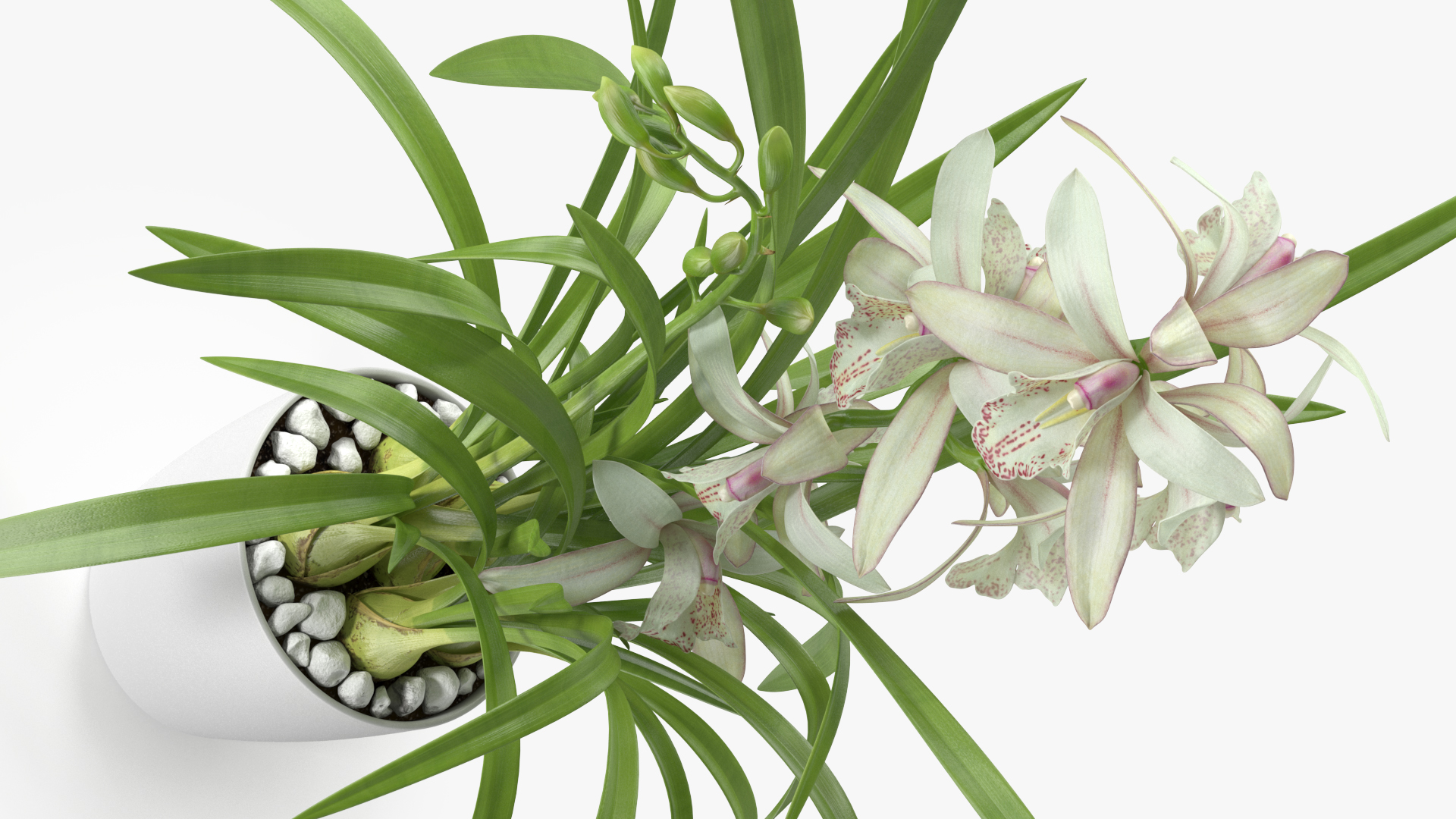 3D White Orchid Pot