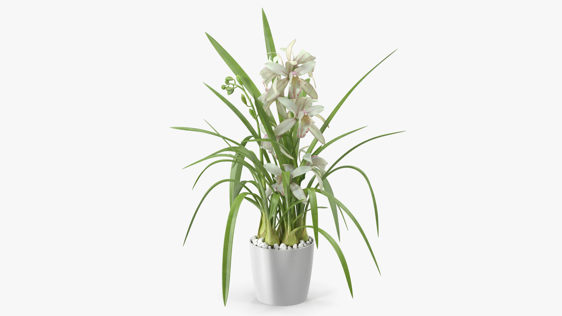 3D White Orchid Pot