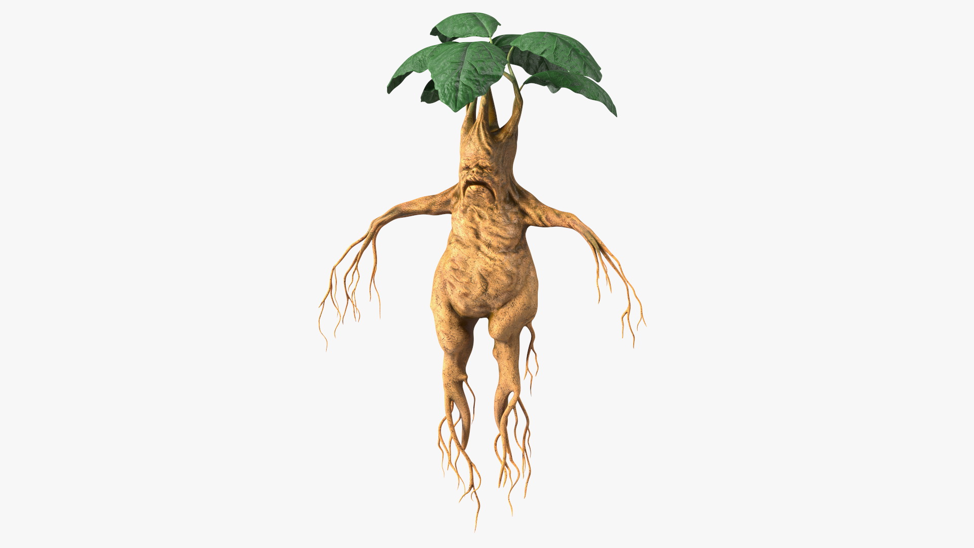 3D model Mandragora