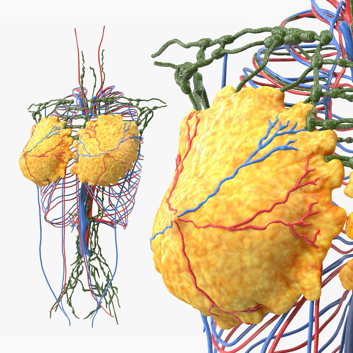 Female Breast Anatomical Model 3D model preview