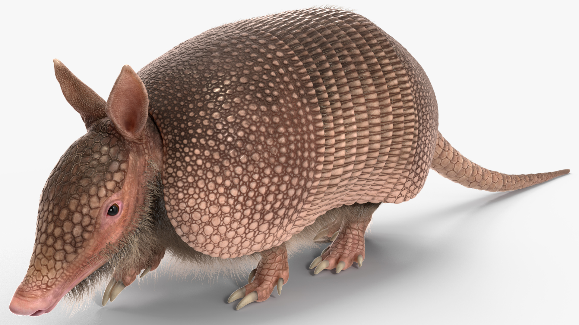Armadillo in Walking Pose Pink Fur 3D model