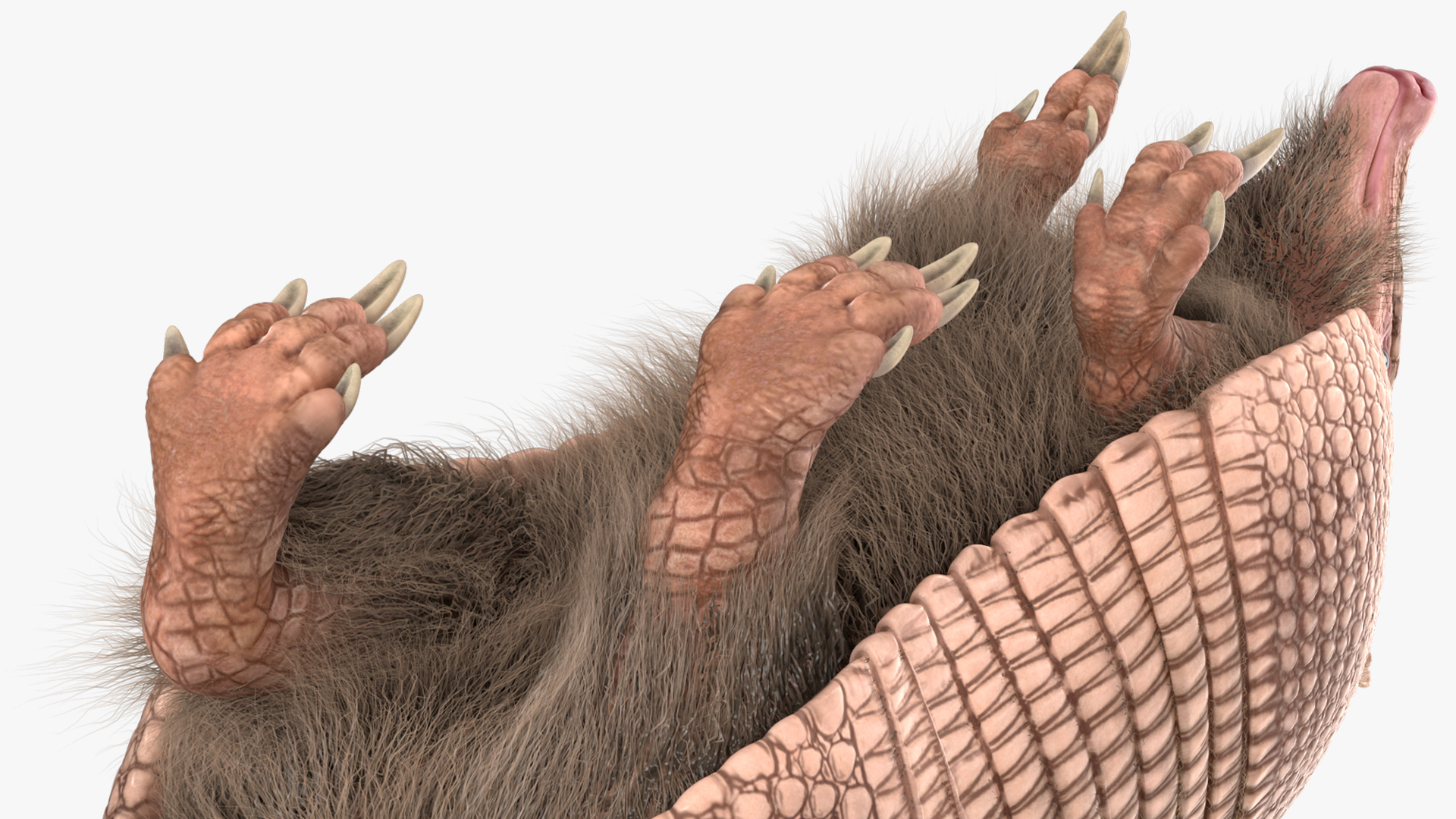 Armadillo in Walking Pose Pink Fur 3D model