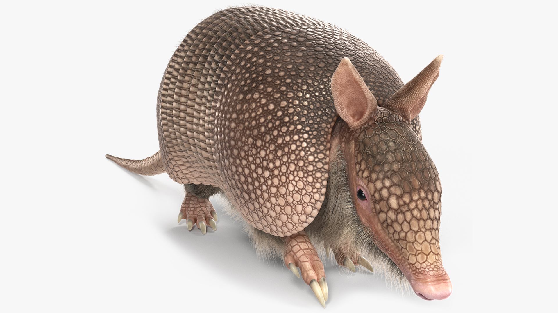 Armadillo in Walking Pose Pink Fur 3D model