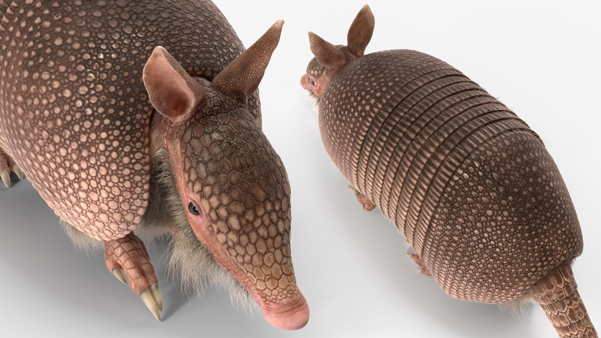 Armadillo in Walking Pose Pink Fur 3D model
