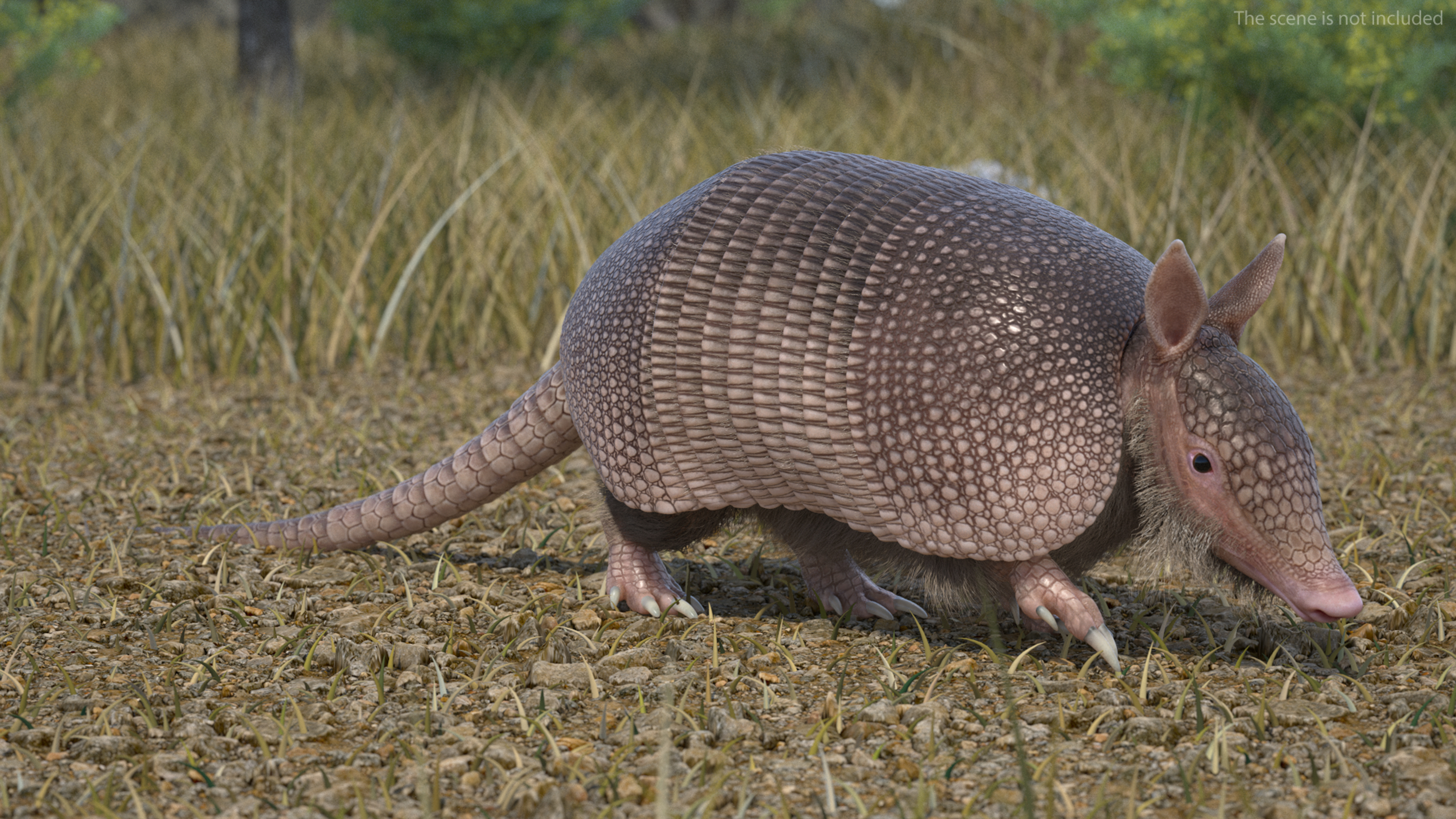 Armadillo in Walking Pose Pink Fur 3D model