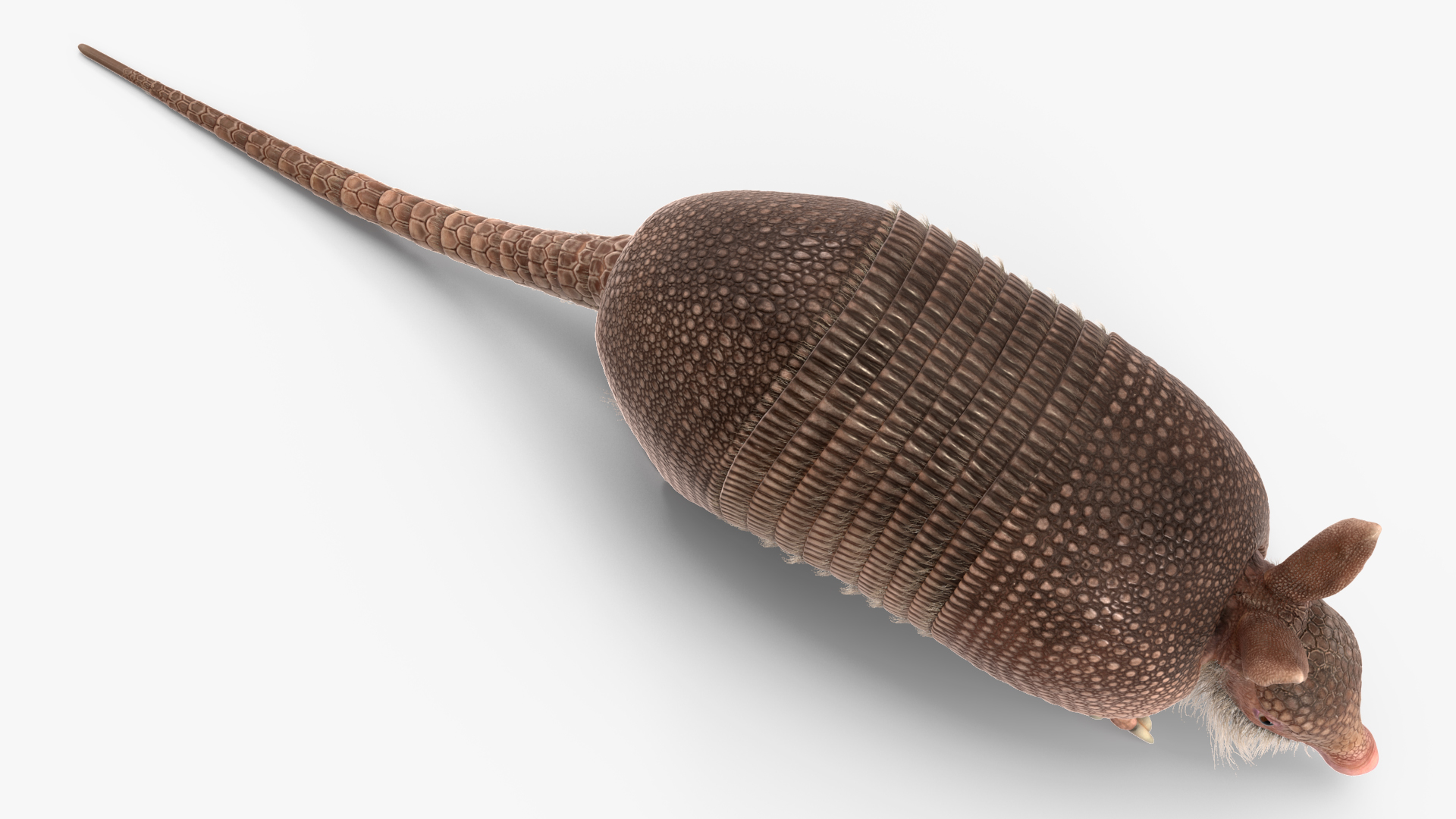 Armadillo in Walking Pose Pink Fur 3D model