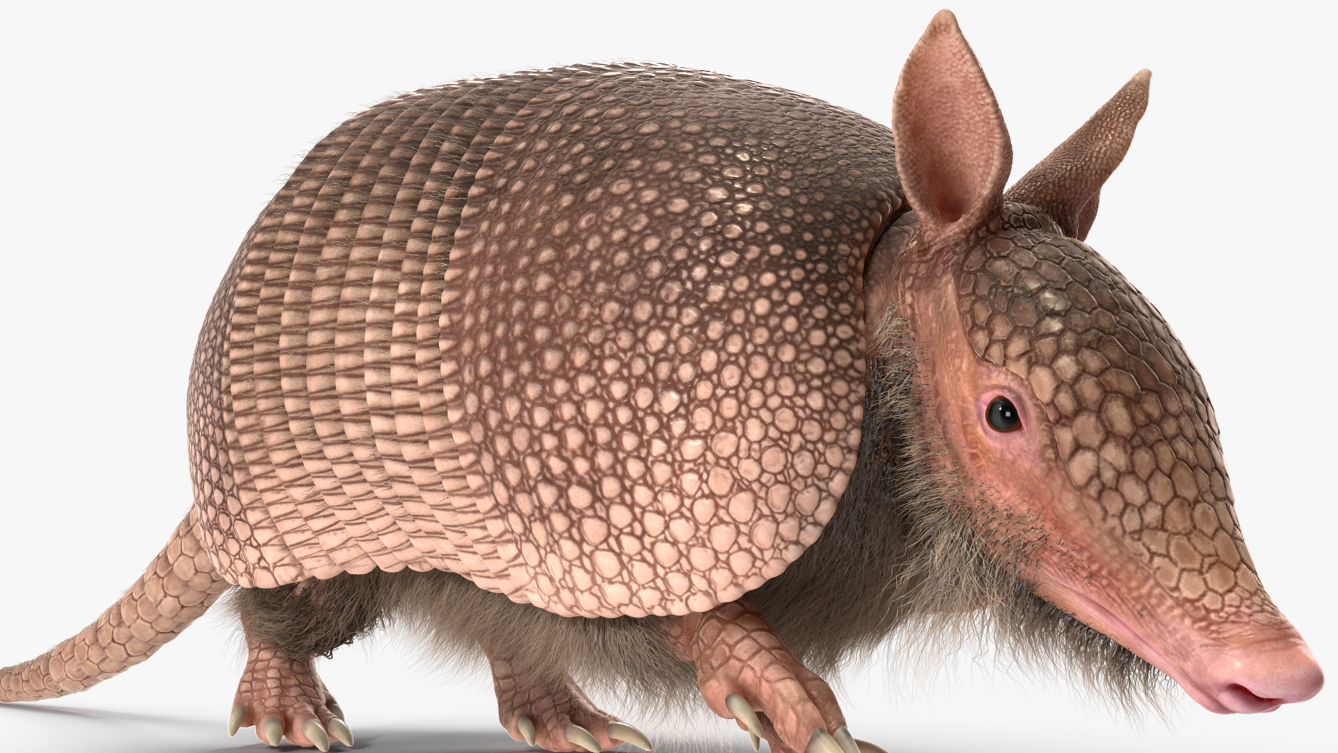 Armadillo in Walking Pose Pink Fur 3D model